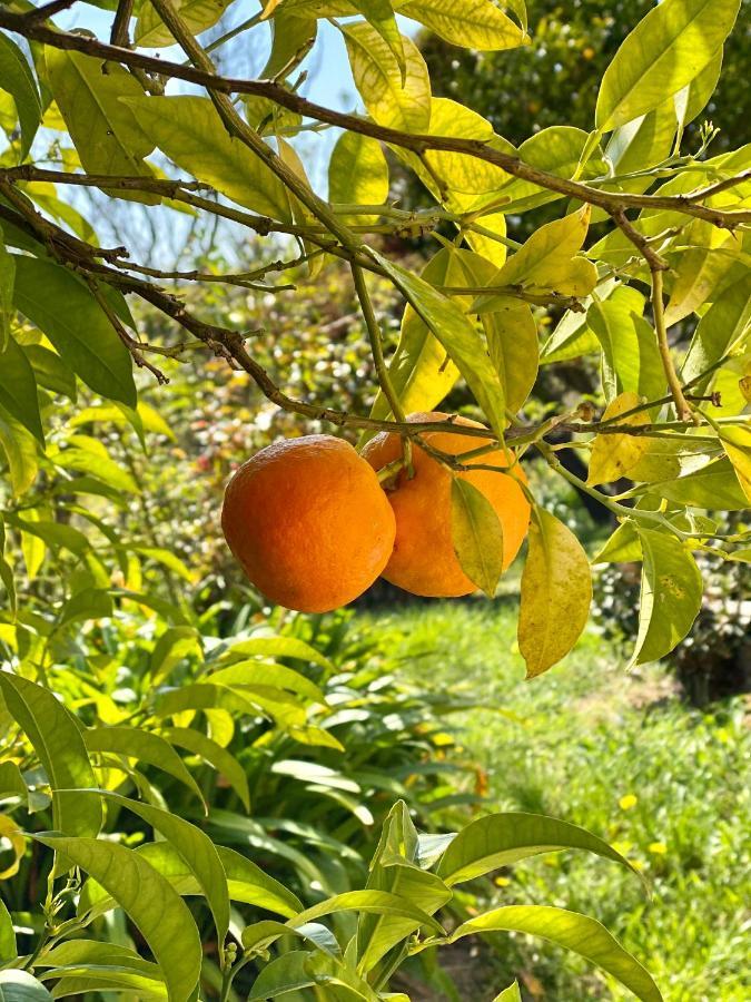 Ravissante Maison A St Paul De Vence 생폴드방스 외부 사진